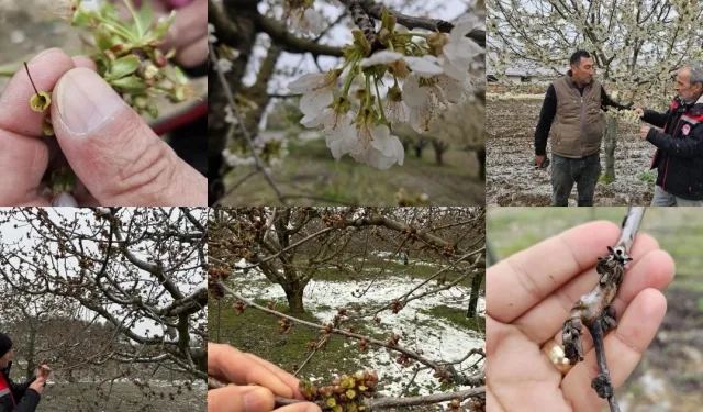 Zirai don mağduru çiftçilere destek müjdesi... 65 ilde 16 ürün için ödemeler başlıyor