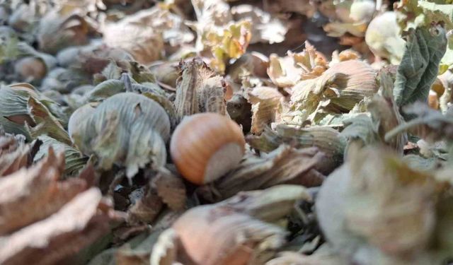 8 ayda 14 bin 810 ton ihraç edildi