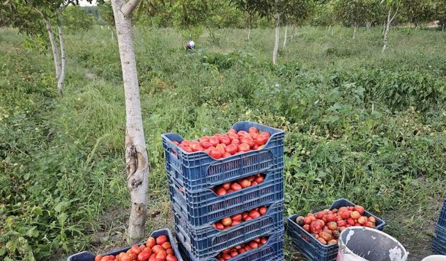 Aroması ve lezzetiyle bilinen Sındırgı domatesi 4 lira