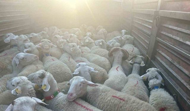 Kırklareli’nde 57 kaçak hayvan yakalandı