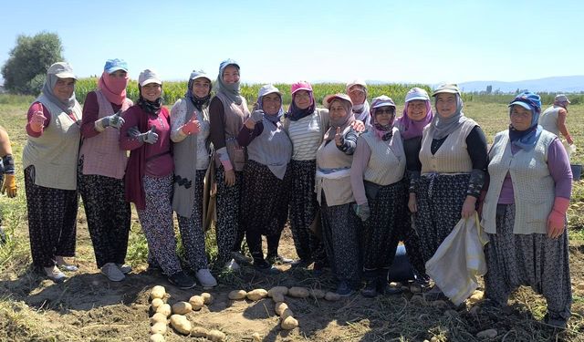 Kışlık patates hasadı başladı, rekolte üreticilerin yüzünü güldürdü