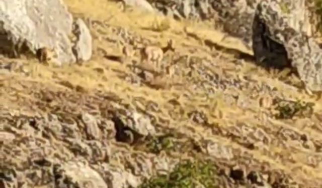 Tarihi Harput Mahallesi’nde dağ keçileri görüldü