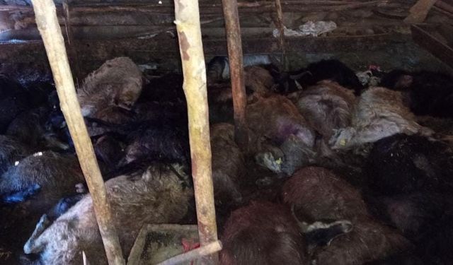 Ağıla yıldırım düştü: 45 küçükbaş hayvan telef oldu