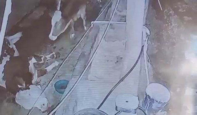 Diyarbakır’da yıldırım hayvan çiftliğine isabet etti: 3 inek telef oldu