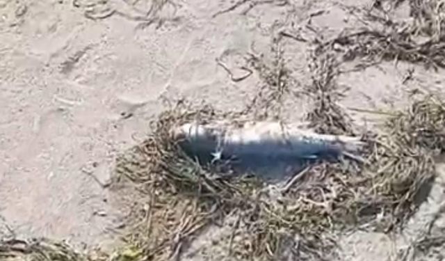 Gönen’de sahilde şüpheli balık ölümleri kameraya yansıdı