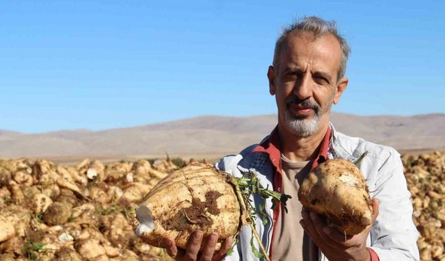 Kahramanmaraş’ta şeker pancarı sökümü başladı