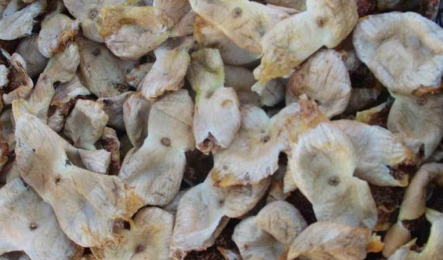 Mersin’de incir sezonu sona erdi, üreticisinin yüzü güldü