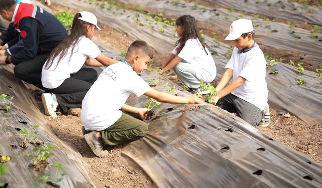 Osmaniye’de minik eller toprağa dokundu, çilek ekimi yaptı