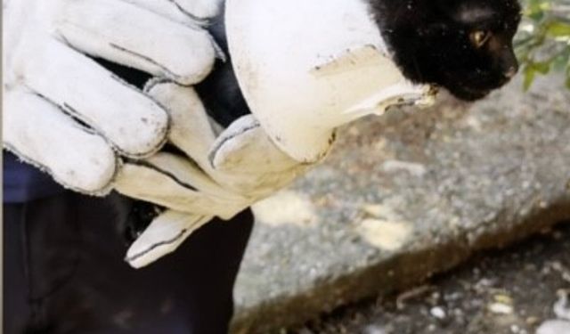 Plastik kapağa sıkışan yavru kedi kurtarıldı