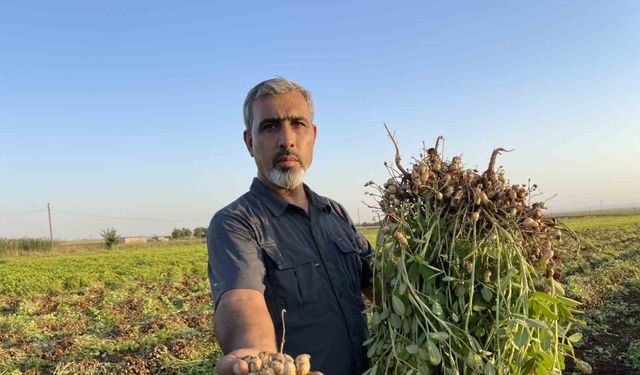 Şanlıurfa’da pamuk yerini yer fıstığına bırakıyor