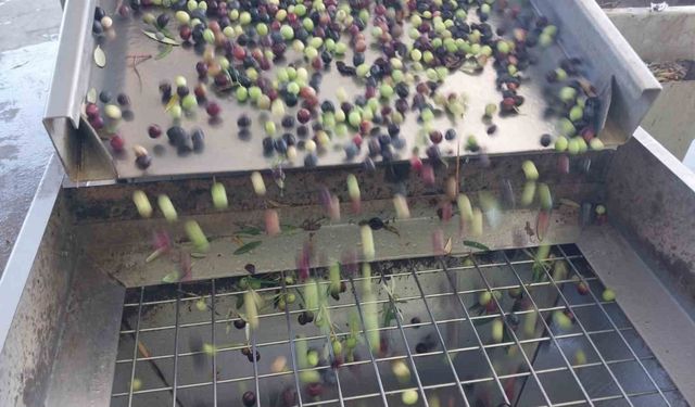 Zeytinin zahmetli yağ yolculuğu başladı