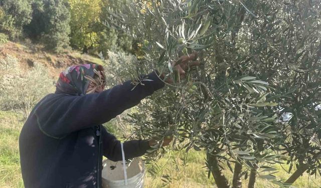 88 yaşındaki Emine nine zeytin hasadında