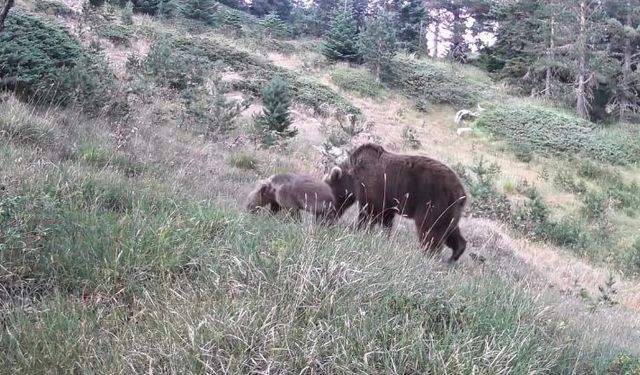 Anne ayı ve yavruları kamerada