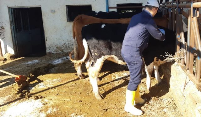 Aydın’da şap hastalığına karşı aşılama çalışmaları sürüyor