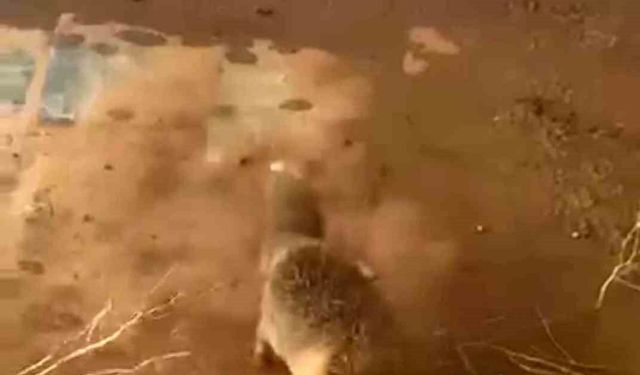 Batman'da bidona kafası sıkışan tilki kurtarıldı