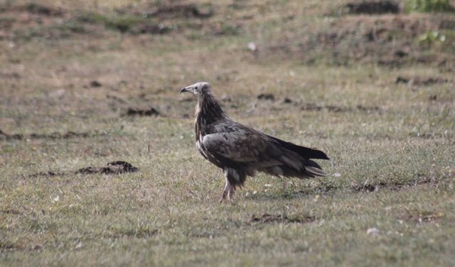 Bayburt’ta nesli tehlike altında olan Mısır Akbabası görüldü