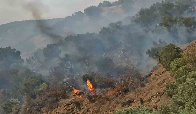 Bozdoğan’da orman yangını