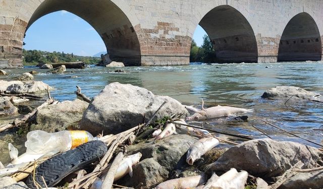 Ceyhan Nehri’ndeki toplu balık ölümlerinin nedeni ağır metal çıkmadı