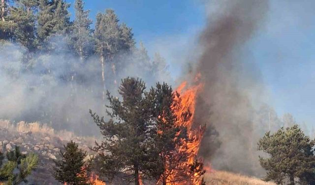 Erzurum'da orman yangını