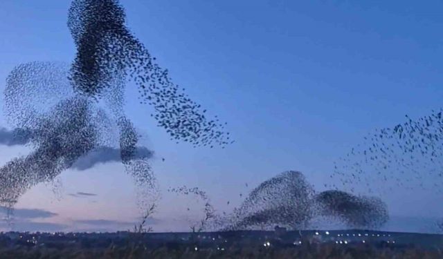 Gökyüzünde terapi etkisi: Sığırcıklardan muhteşem dans