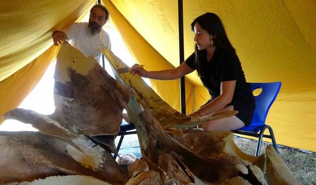 Heyecanlandıran keşifte 16 metrelik balinanın kemikleri birleştirilmeye başlandı