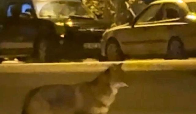 Mahallede yiyecek arayan tilki kamerada