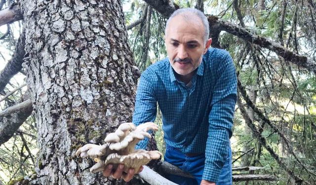 Mantar avcılarının ağaç tepelerinde tehlikeli avı