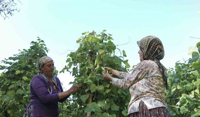 Mersin’de atalık tohumlar gelecek nesillere aktarılıyor