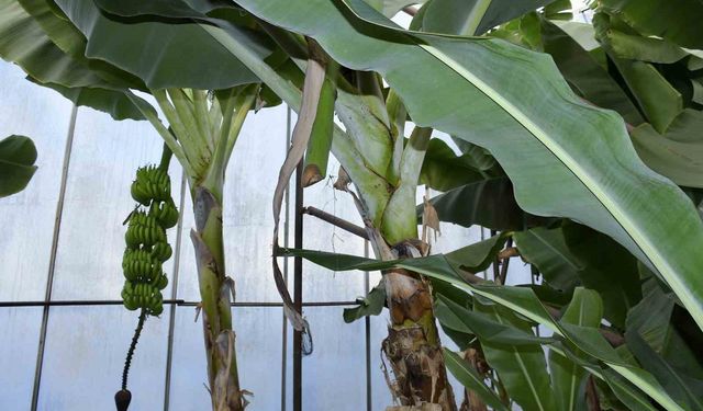 Mersin'de ilginç hırsızlık: Hırsızlar muz ve avokado hasadı yaptı