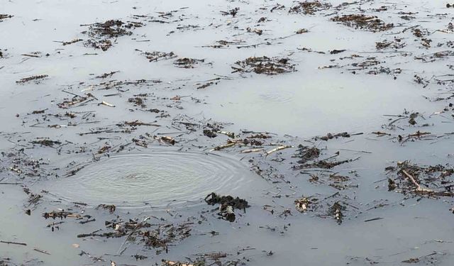 Sapanca Gölü’nden sonra bir korkutan görüntü de Efteni Gölü’nde oluştu