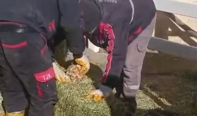 TJK Şanlıurfa Hara ve Aşım İstasyonu’nda skandal görüntüler