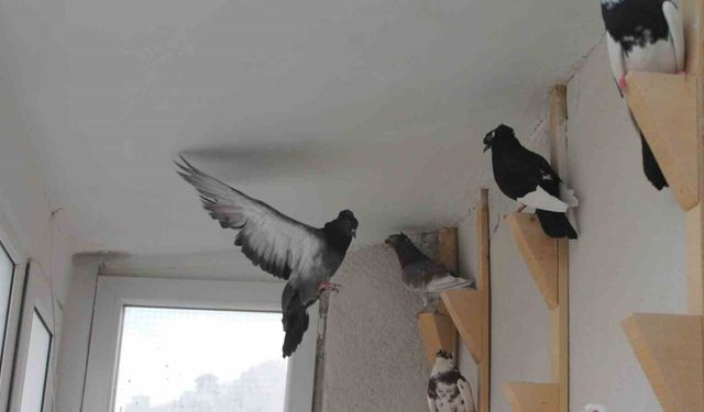 Türk fısıldayıcısı Bayburt Güvercini sesiyle büyülüyor