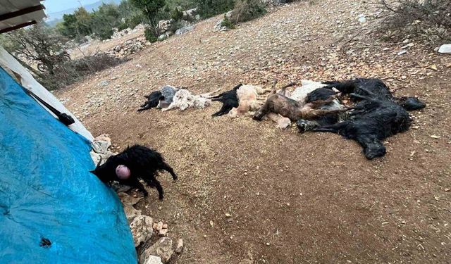 Yabani hayvan saldırısında 12 küçükbaş hayvan telef oldu