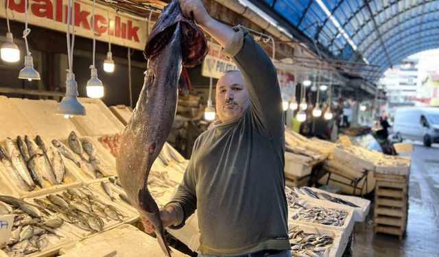 Akdeniz'de 1,5 metrelik Atlas balığı yakalandı