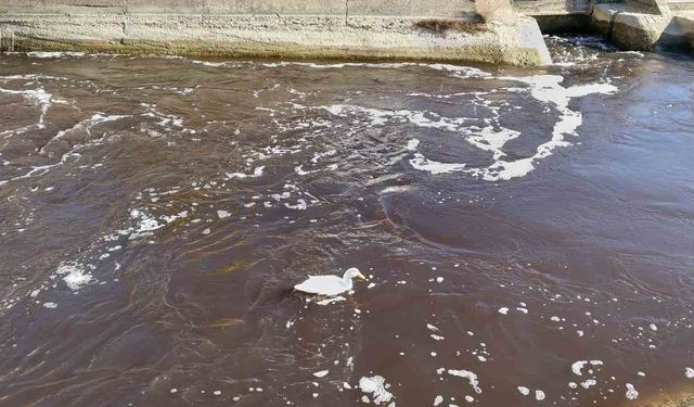 Göksu siyah akmaya başladı, akıllara 3 yıl önceki hadise geldi