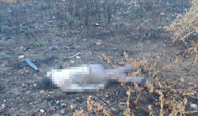 Mersin'de kaza yapan araç otoyolda, sürücüsü 30 metrelik köprünün altında ölü bulundu