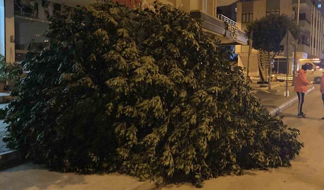 Mersin'de şiddetli rüzgar ağaçları devirdi