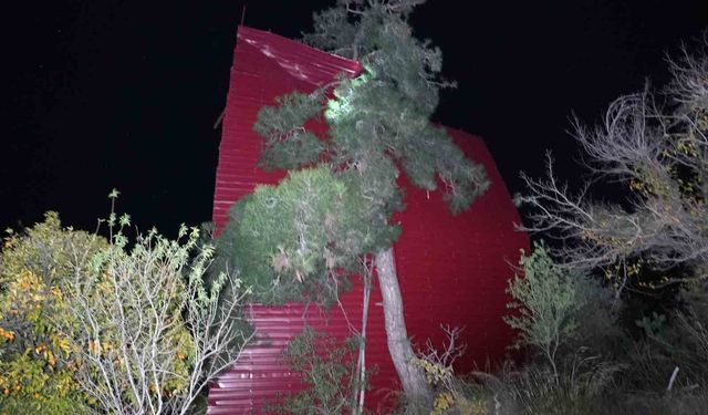 Mersin'de şiddetli rüzgar çatıyı uçurdu, asırlık meşeyi devirdi