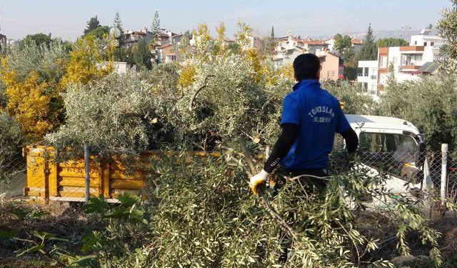 Toroslar Belediyesi zeytin ağaçlarını kesti, vatandaş tepki gösterdi