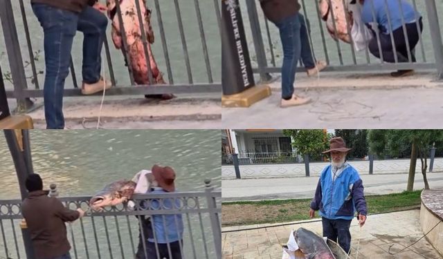 Mersin'de Göksu Nehri'nde yakalanan dev yayın balığı güçlükle kıyıya alındı