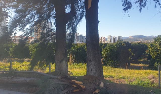 Şiddetli rüzgarda kırılan ağaç yola devrildi