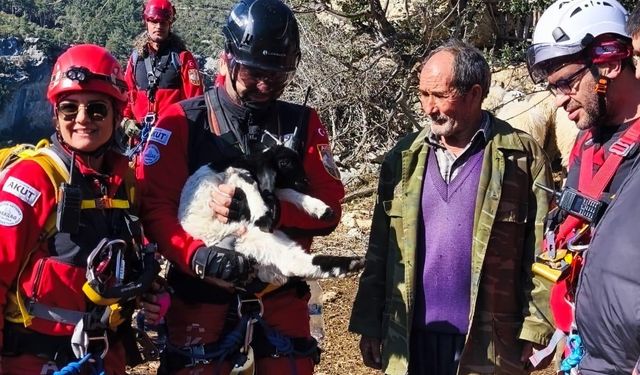 Uçurumdan düşen kuzuyu ekipler kurtardı