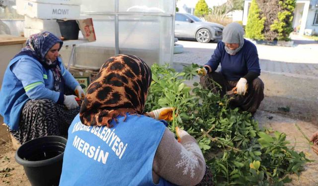 Akdeniz Belediyesi seralarda bitki üretimini arttırdı