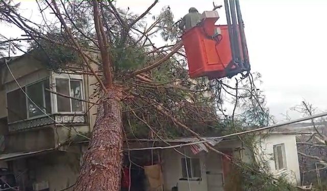 Mersin'de fırtına etkili oluyor: Ağaç evin üzerine devrildi