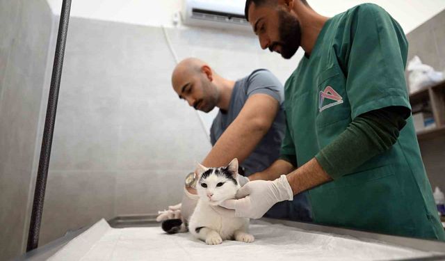 Mersin'de sokak kedileri için yeni merkez hizmete girdi