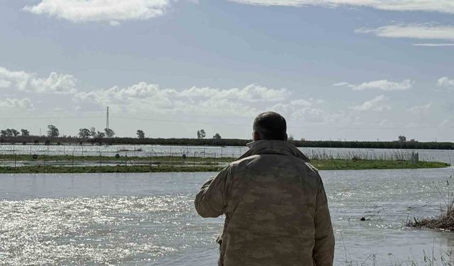 Seyhan Nehri taştı, Tarsus'ta tarım arazileri sular altında kaldı