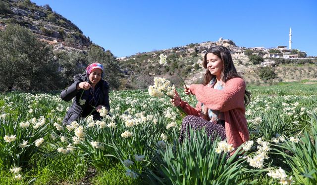 Büyükşehir’in Nergis Desteği Üreticinin Yüzünü Güldürdü