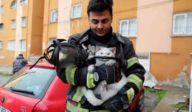 Alevlerin arasından kurtarıldı: İtfaiye hamile kediyi sağ salim çıkardı