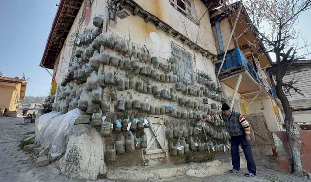 Bahçede yetiştiremeyince çözümü evinin duvarında buldu