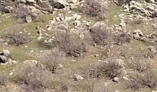 Diyarbakır'da sürü halinde dağ keçileri görüntülendi